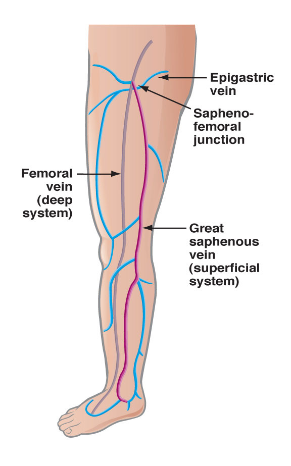 Front-of-Leg-Vein-Anatomy