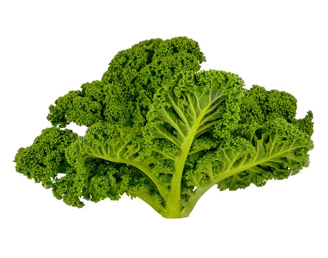 Fresh kale leaf on white background