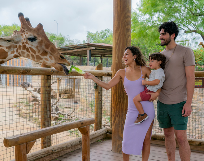Family feeding giraffe at zoo exhibit