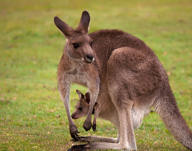 Kangaroo with joey in pouch