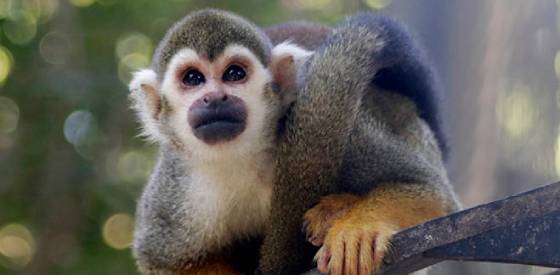 Small monkey perched on wooden branch
