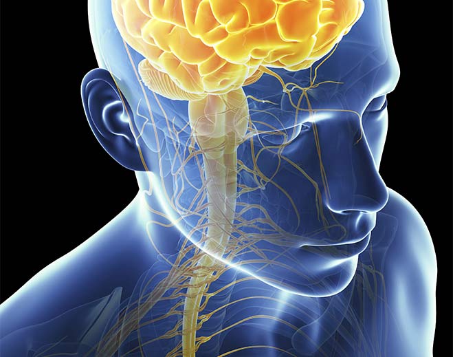 Medical illustration showing brain and nerves